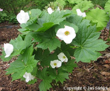 Glaucidium palmatum 'Album', sinikmmen